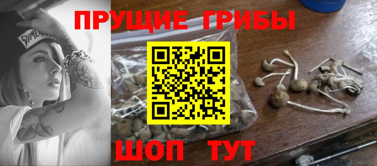 Галлюциногенные грибы Magic Shrooms  Псилоцибиновые грибы Magic Shrooms  Вход с VPN  где можно купить   Сальск 